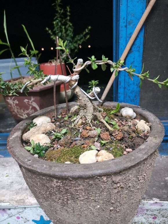 六月雪下山桩怎么设计 好看 图片