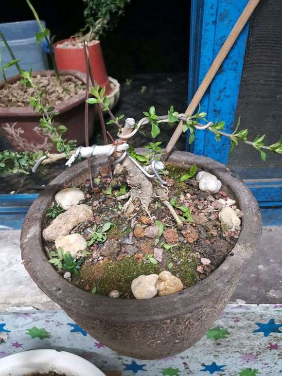 六月雪下山桩怎么设计 好看 图片