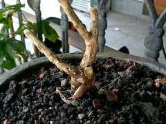 六月雪下山桩怎么设计 好看 图片