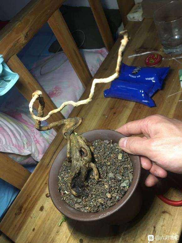 六月雪下山桩发芽了 怎么样 把芽逼到位