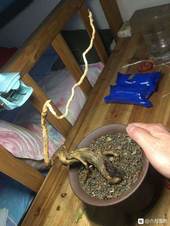 六月雪下山桩发芽了 怎么样 把芽逼到位