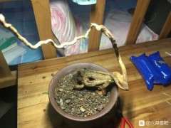 六月雪下山桩发芽了 可以吗 把芽逼到位