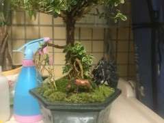 六月雪下山桩怎么换盆容易活 图片