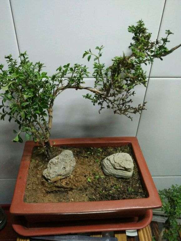 六月雪下山桩黄叶掉叶 怎么办 图片