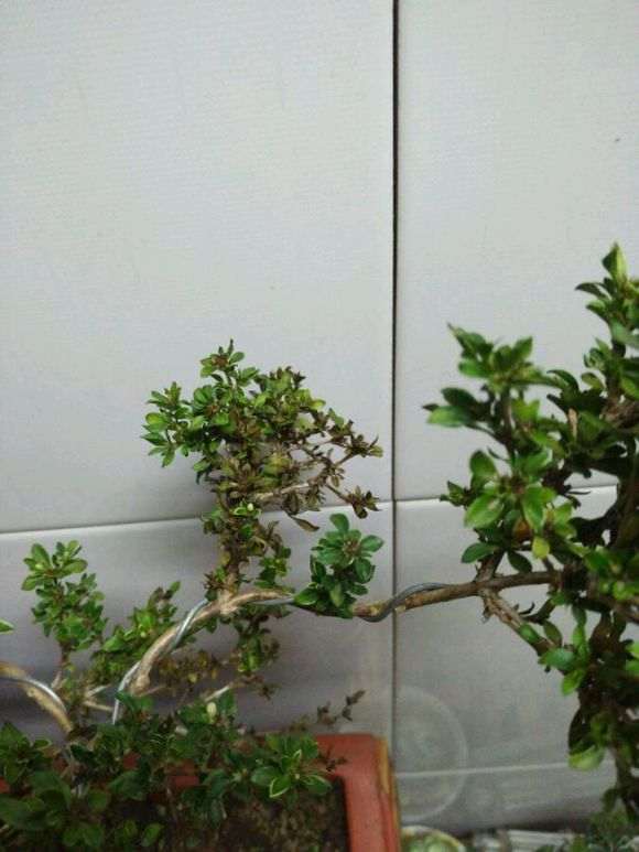 六月雪下山桩黄叶掉叶 怎么办 图片