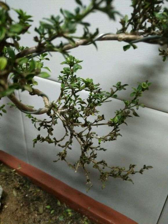 六月雪下山桩黄叶掉叶 怎么办 图片