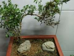 六月雪下山桩黄叶掉叶 怎么办 图片