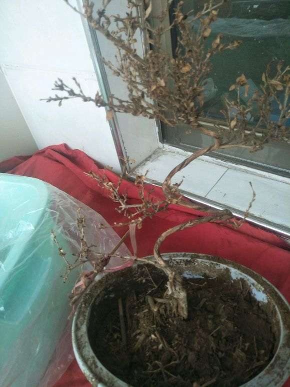 六月雪下山桩是不是死了 全枯 了 图片