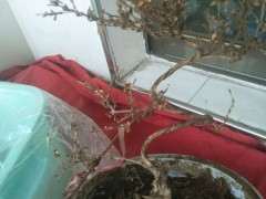 六月雪下山桩是不是死了 全枯 了 图片