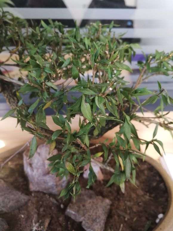 六月雪下山桩叶子发蔫 怎么办 图片