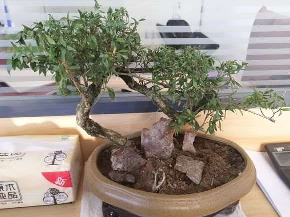 六月雪下山桩叶子发蔫 怎么办 图片