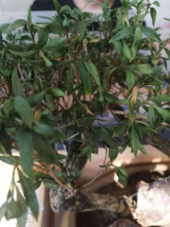 六月雪下山桩叶子发蔫 怎么办 图片