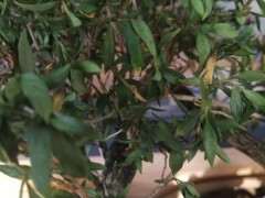 六月雪下山桩叶子发蔫 怎么办 图片