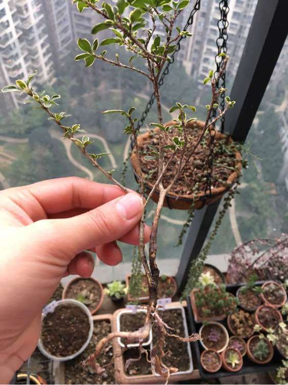 为什么六月雪下山桩要见干见湿 图片