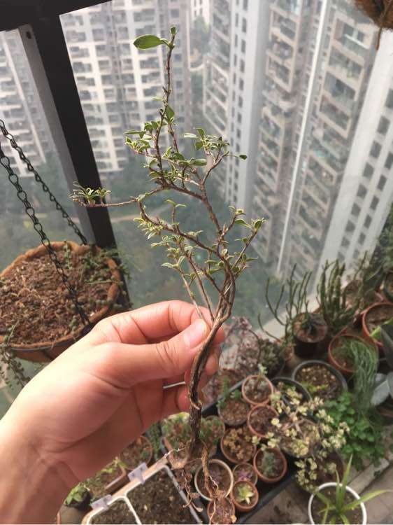 为什么六月雪下山桩要见干见湿 图片