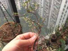 为什么六月雪下山桩要见干见湿 图片