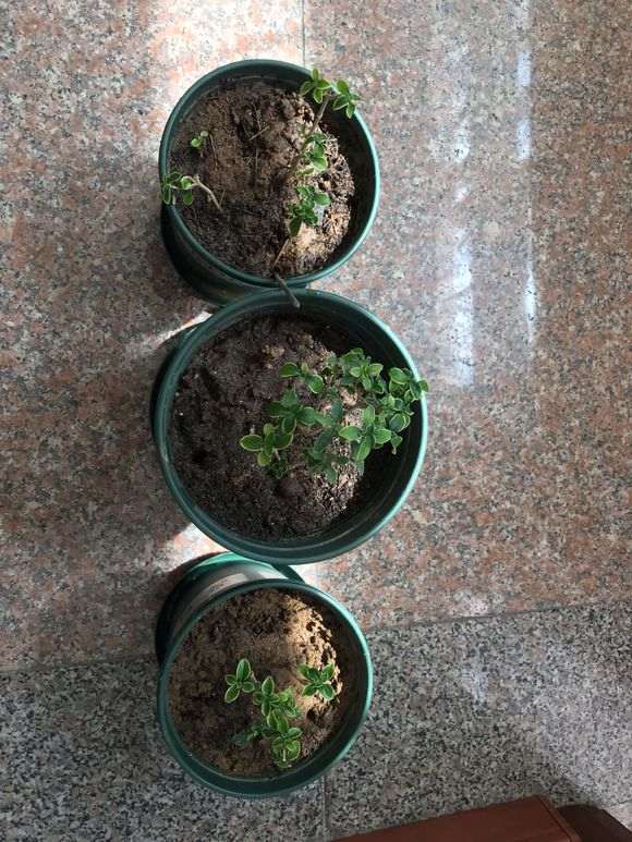 六月雪下山桩什么时候分盆好 图片