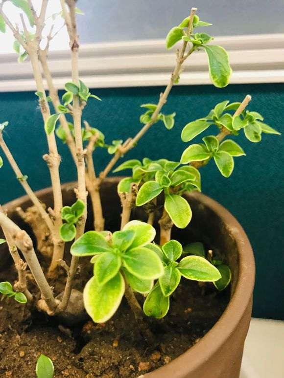 六月雪下山桩什么时候分盆好 图片