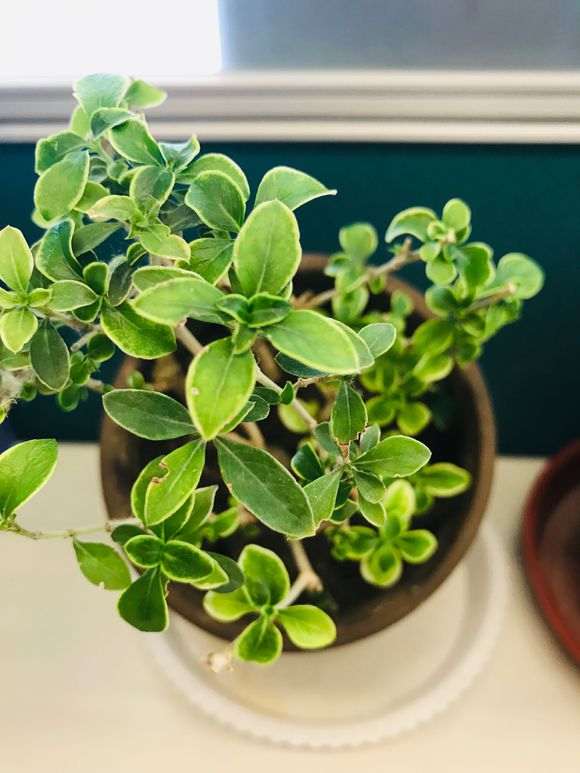 六月雪下山桩什么时候分盆好 图片