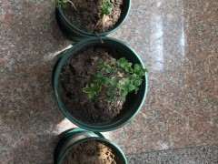 六月雪下山桩什么时候分盆好 图片