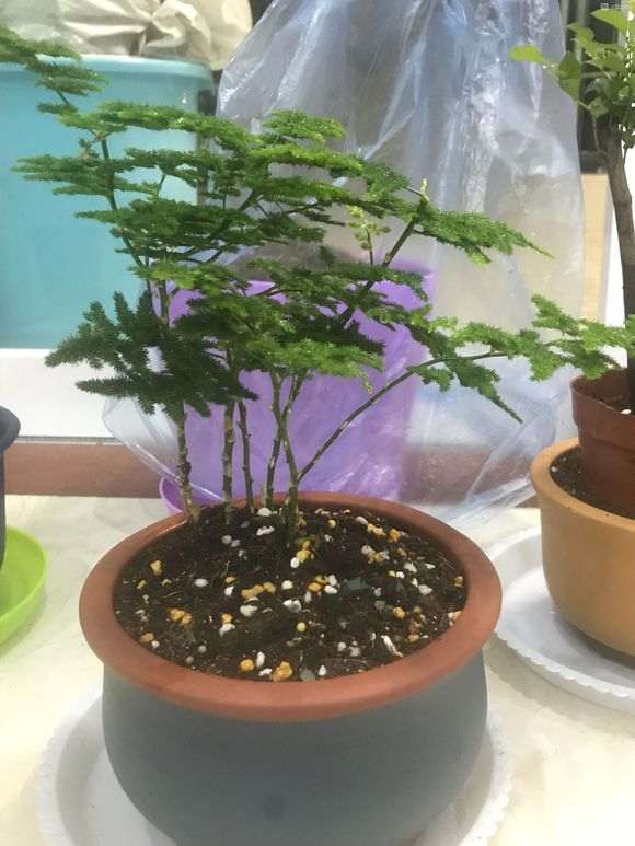 六月雪下山桩怎么高提根 谁知道 图片