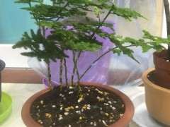 六月雪下山桩怎么高提根 谁知道 图片