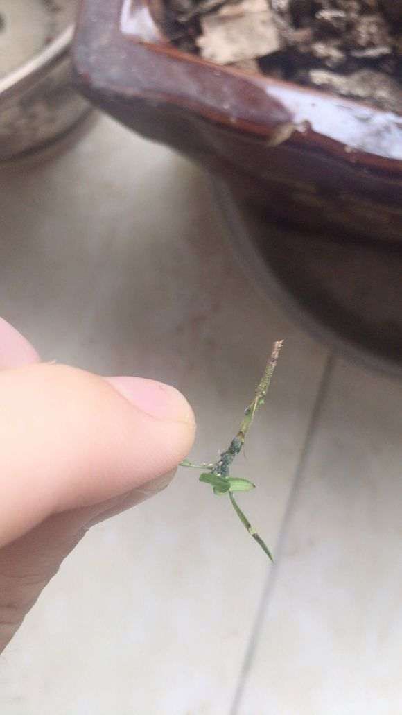 六月雪下山桩叶片长了虫子 怎么办 图片