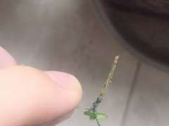 六月雪下山桩叶片长了虫子 怎么办 图片