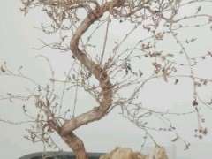 六月雪下山桩叶子全掉光了 怎么办 图片