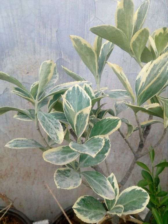 街上绿化带里挖的六月雪下山桩 怎么样