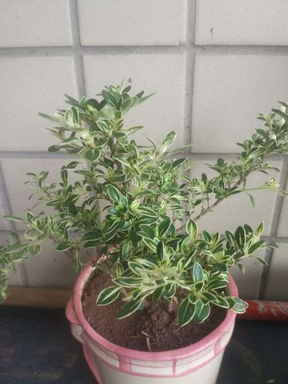 街上绿化带里挖的六月雪下山桩 怎么样