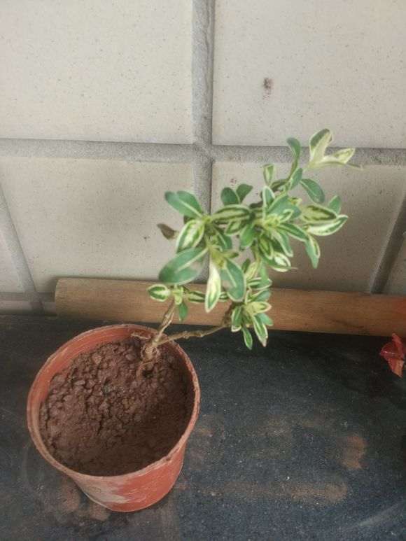 街上绿化带里挖的六月雪下山桩 怎么样