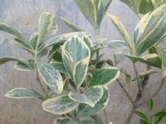 街上绿化带里挖的六月雪下山桩 可以吗