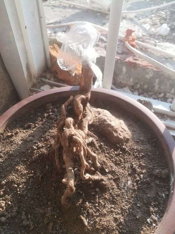 六月雪下山桩剪了就剩根了 怎么办 图片