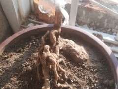 六月雪下山桩剪了就剩根了 怎么办 图片