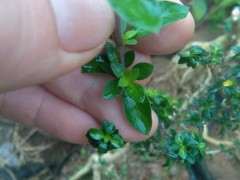 为什么六月雪下山桩 生长相当缓慢 图片