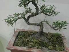 六月雪下山桩上盆了 可以吗 图片