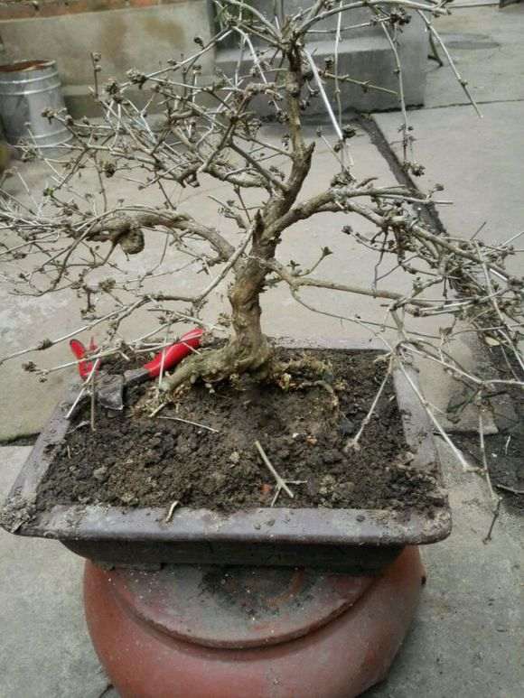 六月雪下山桩养了20多年了 怎么样