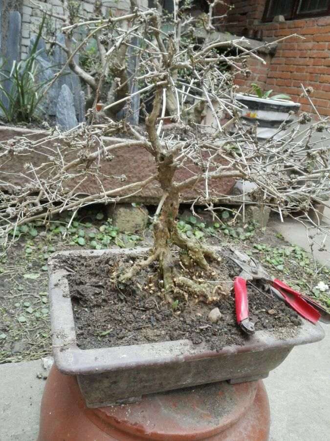 六月雪下山桩养了20多年了 怎么样