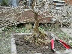 六月雪下山桩养了20多年了 可以吗