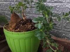 六月雪下山桩 48元 感觉亏了 可以吗