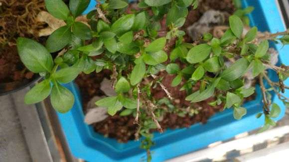 六月雪下山桩主干不发芽 怎么办 图片