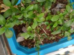 六月雪下山桩主干不发芽 怎么办 图片