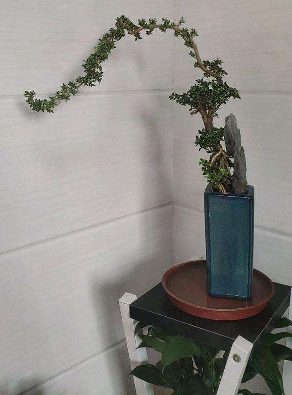 六月雪下山桩是单瓣 还是重瓣 图片