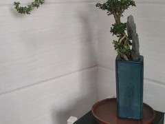 六月雪下山桩是单瓣 还是重瓣 图片