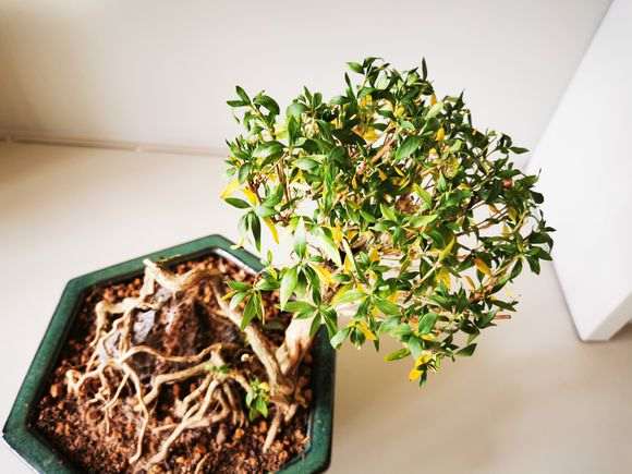 六月雪下山桩换盆后 叶子变蔫 怎么办