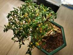 六月雪下山桩换盆后 叶子变蔫 怎么办