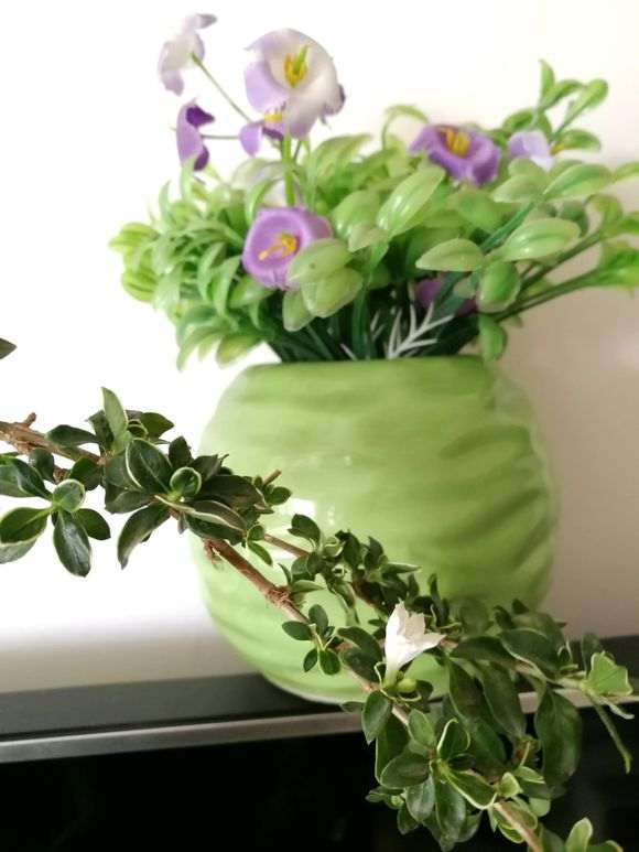 为什么六月雪下山桩很好生根 图片