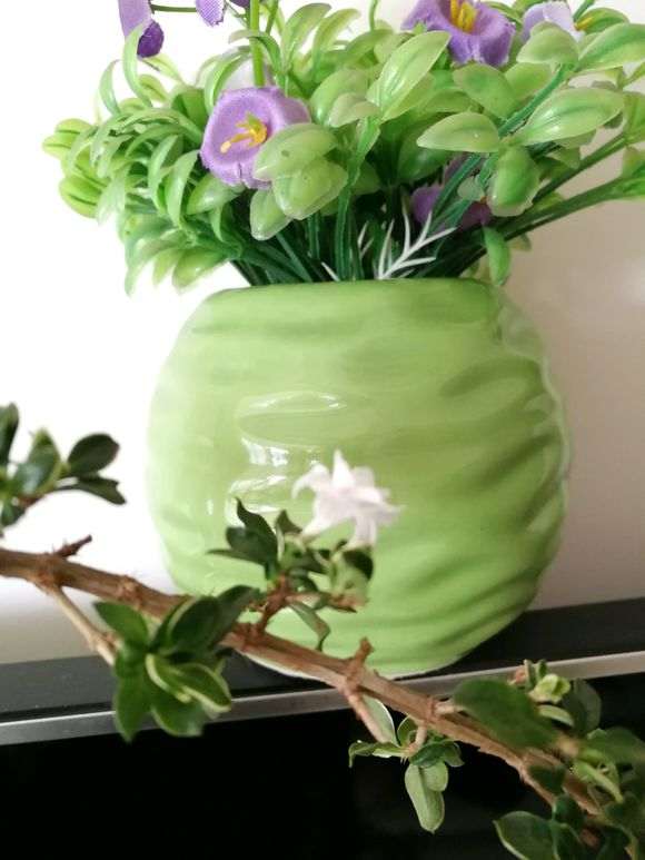 为什么六月雪下山桩很好生根 图片