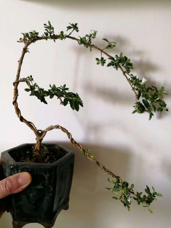 为什么六月雪下山桩很好生根 图片